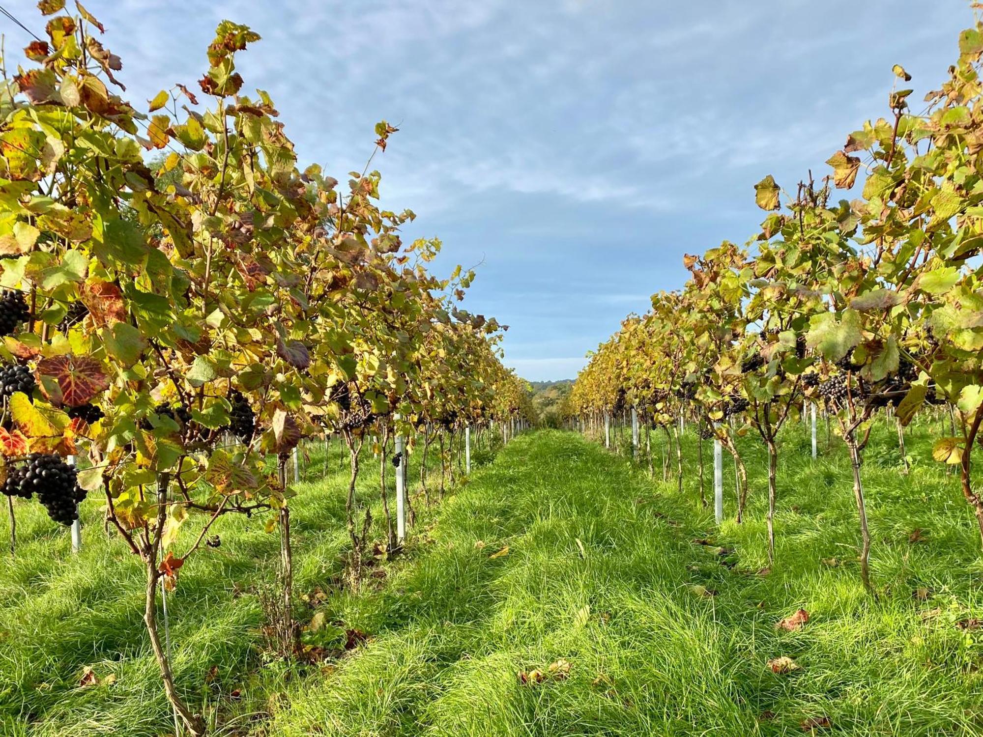 Vila Potts Farm Tenterden Exteriér fotografie
